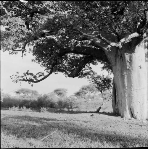 Baobab tree in leaf