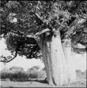 Baobab tree in leaf