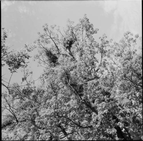 Birds' nests in a tree