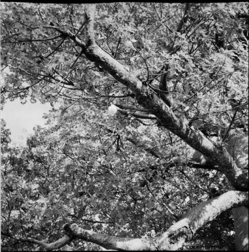 Baobab tree, close-up of branches and leaves