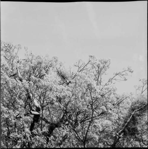 Baobab tree, close-up of branches and leaves