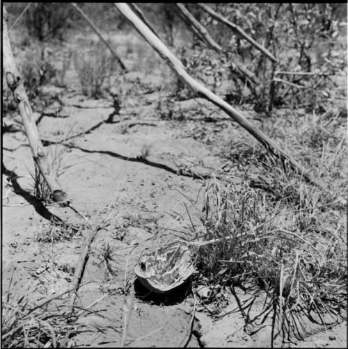 Piece of melon on the ground next to a skerm structure