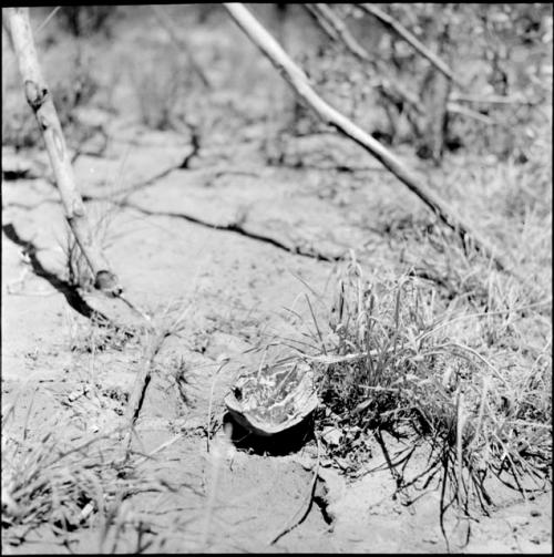 Piece of melon on the ground next to a skerm structure