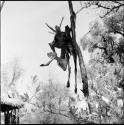 Head and skeleton of a dead buck hanging from a tree