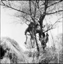 Head and skeleton of a dead buck hanging from a tree