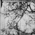 Tree shadow on an expedition tent