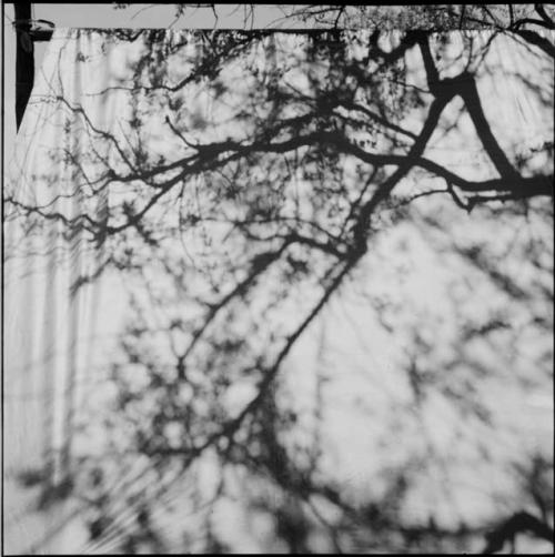 Tree shadow on an expedition tent