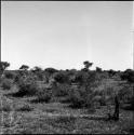 Birds flying over the veld