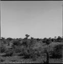 Birds flying over the veld