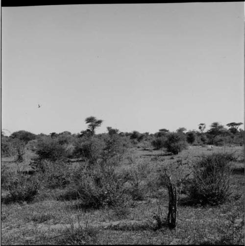 Birds flying over the veld