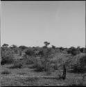 Two large birds fly over the veld