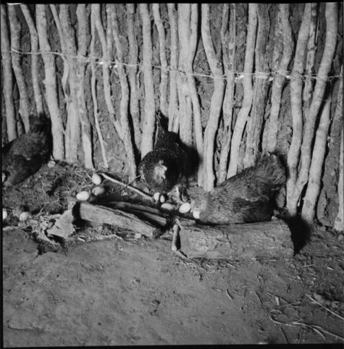 Three chickens and eggs in front of a fence