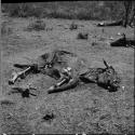 Dead cattle lying on the ground