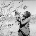 Woman gathering berries from a branch
