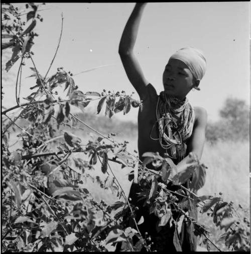 ≠Nisa reaching up with her arm to gather berries