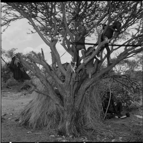 Four boys climbing a tree, with a woman drilling ostrich eggshell beads inside a skerm next to the tree