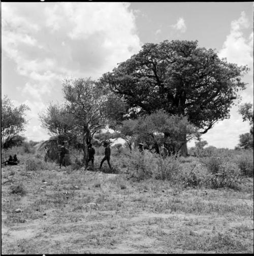 Men walking toward a group of people sitting, with strips of meat hanging to dry in a tree behind them, baobab tree in leaf in the background