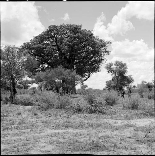 Two men standing near a baobab tree in leaf