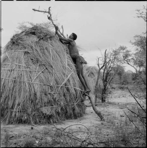 Man placing a large tree limb on top of a skerm