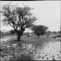 Trees and sansiveria in flooded land