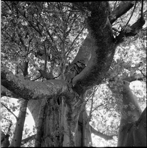 Two boys sitting on the limb of a baobab tree