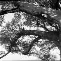 One boy sitting, one standing, on the limb of a baobab tree