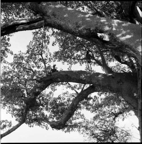 One boy sitting, one standing, on the limb of a baobab tree