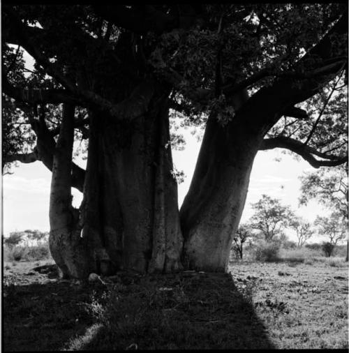 Trunk of a baobab tree