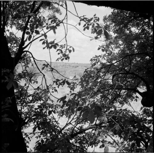 Baobab leaves, with the veld in the background