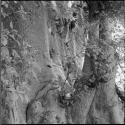 Trunk and branches of a baobab tree, close-up