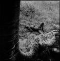 Man sleeping at the base of a baobab tree, view from up in the tree