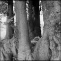 Central trunks of a baobab tree