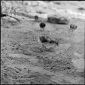 Chick pecking at the ground, with others in the background