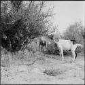 Two goats eating from bushes