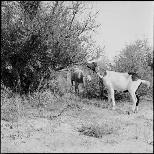 Two goats eating from bushes