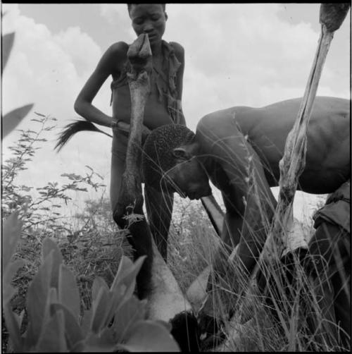 Two men working on a dead wildebeeste