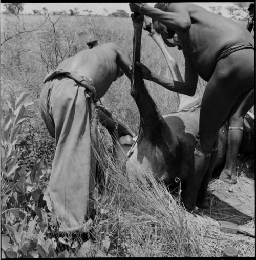 Three men skinning a dead wildebeeste