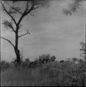 Palmate plant under a tree, distant view