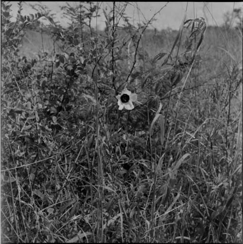 Blossom among grasses