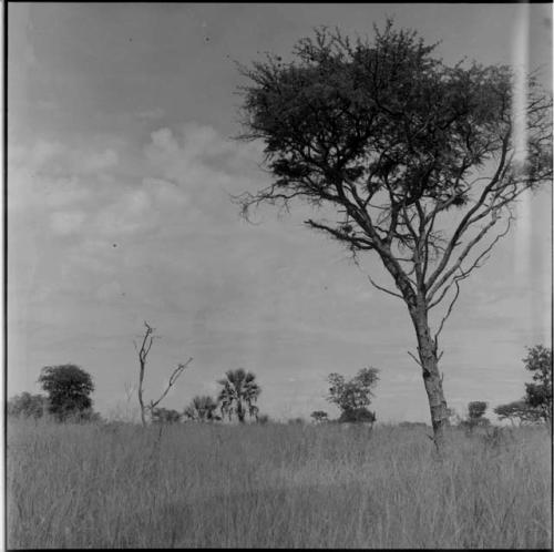 Bushes and trees, with a palmate plant in the center, distant view