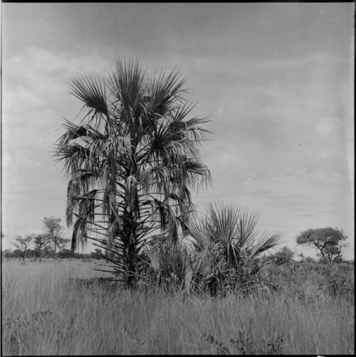 Large and small palmate plants