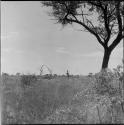 Landscape with grass and trees