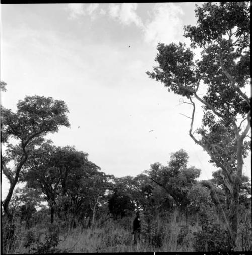 Person standing in the veld, distant view