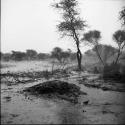 Mound of dirt and fallen tree branches in the rain