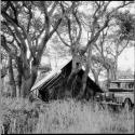 Expedition tent and Landrover among trees