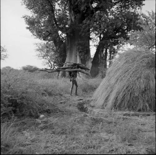 Man carrying a load of wood, walking between a skerm and a baobab tree