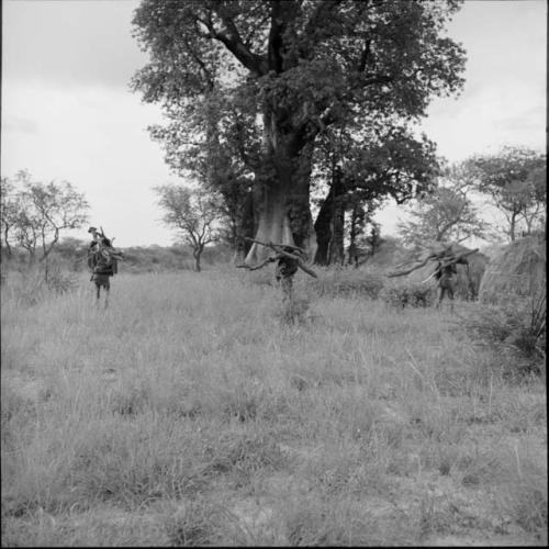 Three men carrying wood, with a baobab tree in the background