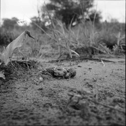 Two large land snails on the ground near a sansiveria plant