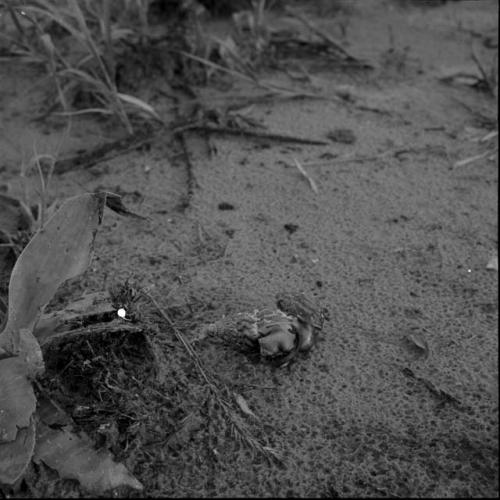 Two large land snails on the ground near a sansiveria plant