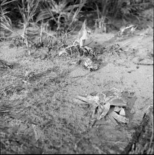 Two land snails on the ground near sansiveria plants